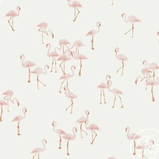 Flamingos